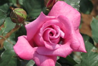 Mauve melody
